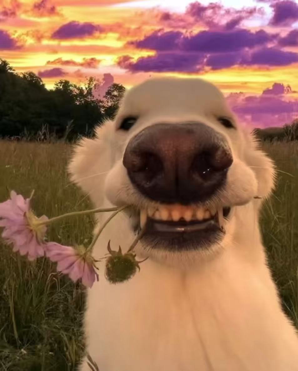 夕阳下叼着花的白色小狗